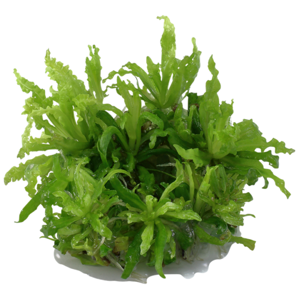 Biljka Pogostemon helferii Tropica - Image 2