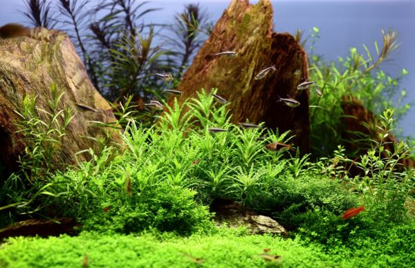 Biljka Pogostemon helferii Tropica - Image 3