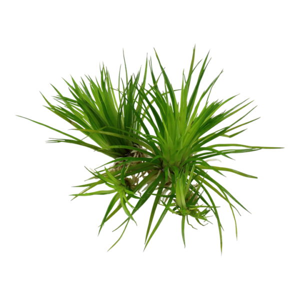 Biljka Eriocaulon cinereum Tropica - Image 2