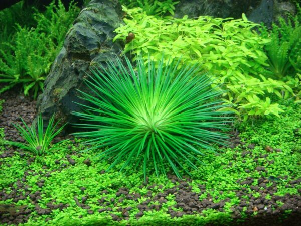 Biljka Eriocaulon cinereum Tropica - Image 3