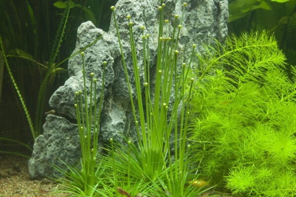 Biljka Eriocaulon cinereum Tropica - Image 4