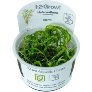 Biljka Heteranthera zosterifolia in vitro Tropica