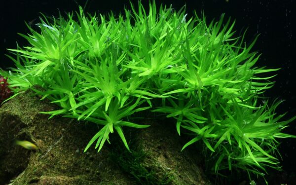 Biljka Heteranthera zosterifolia in vitro Tropica - Image 2
