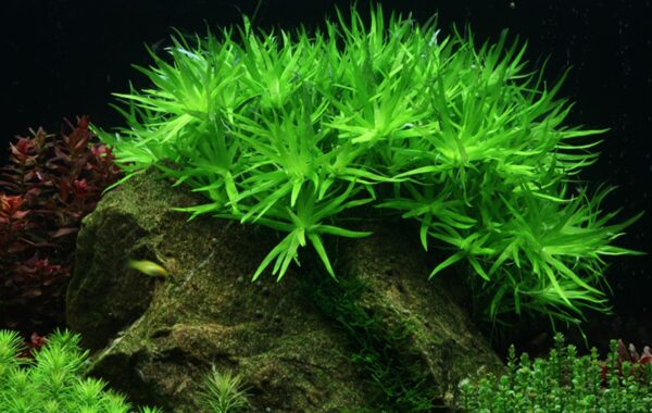 Biljka Heteranthera zosterifolia in vitro Tropica - Image 3