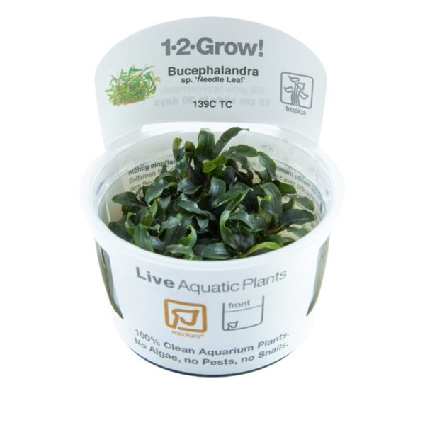 Biljka Bucephalandra ""Needle leaf"" Tropica"