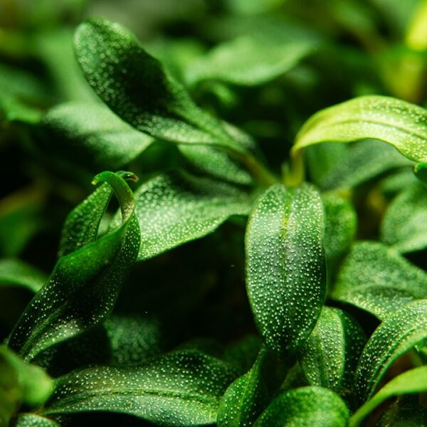 Biljka Bucephalandra ""Needle leaf"" Tropica" - Image 2