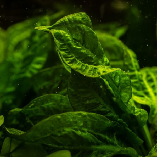 Biljka Echinodorus grisebachii in vitro Tropica - Image 4