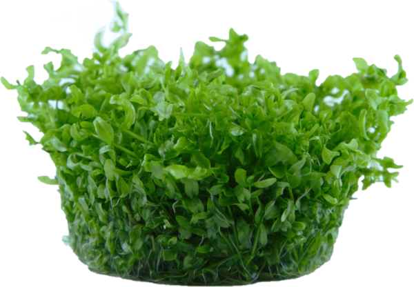 Biljka Hemianthus micranthemoides Tropica - Image 2