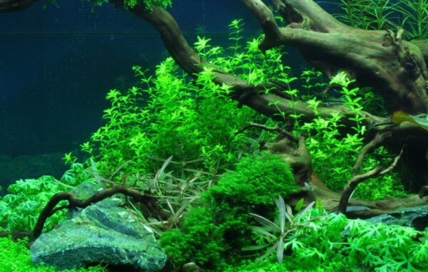 Biljka Hemianthus micranthemoides Tropica - Image 3