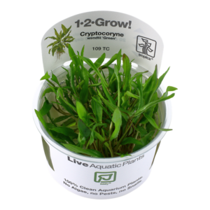 Biljka Cryptocoryne wendwtii green in vitro Tropica
