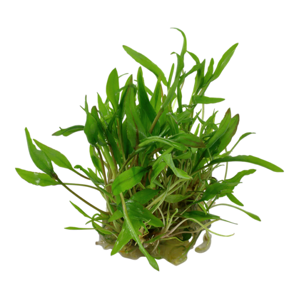 Biljka Cryptocoryne wendwtii green in vitro Tropica - Image 2