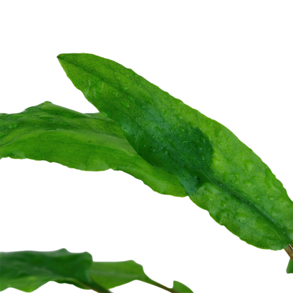Biljka Cryptocoryne wendwtii green in vitro Tropica - Image 3