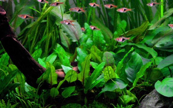 Biljka Cryptocoryne wendwtii green in vitro Tropica - Image 4