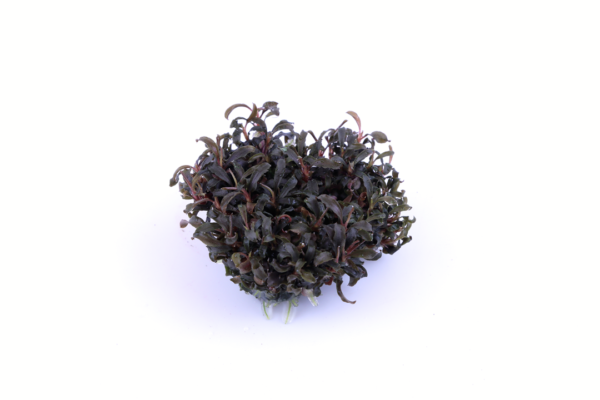 Biljka Bucephalandra sp ""Kedagang"" in vitro Tropica" - Image 2