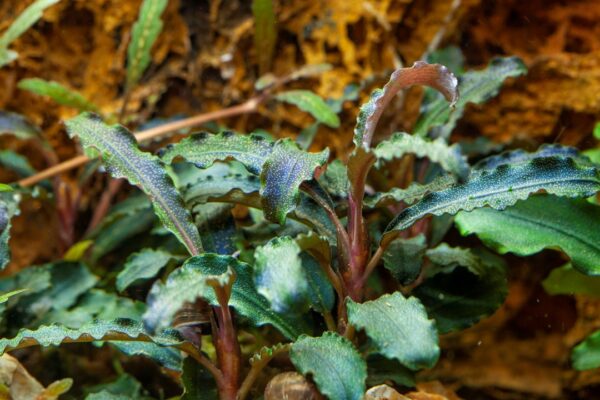 Biljka Bucephalandra sp ""Kedagang"" in vitro Tropica" - Image 3