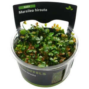 Biljka Marsilea hirsuta in vitro Stoffels