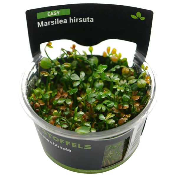 Biljka Marsilea hirsuta in vitro Stoffels